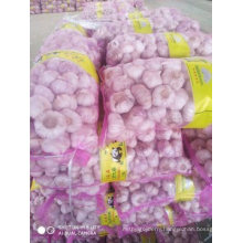 New Crop Fresh Garlic Chinese Supplier High Quality Cheapest Price Health Food